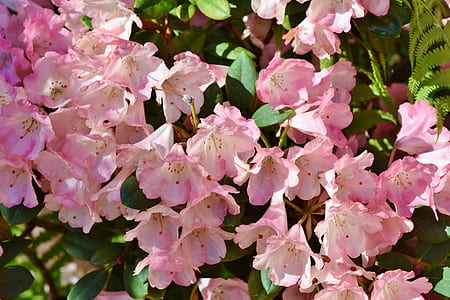 pink petaled flowers thumbnail