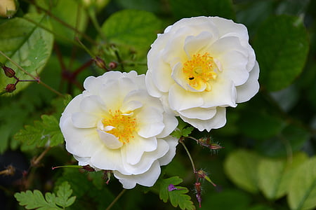 shallow focus photography of white flowers thumbnail