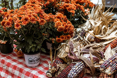 brown flowers in white pat on table thumbnail