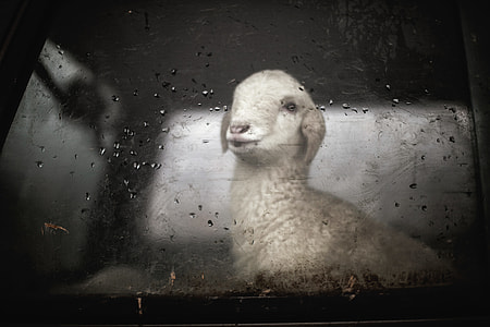 white lamb inside the car thumbnail