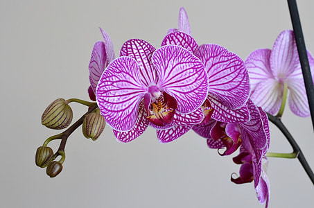 pink orchid thumbnail