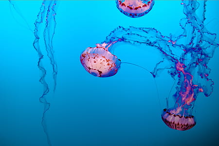 Jellyfish Illustration thumbnail