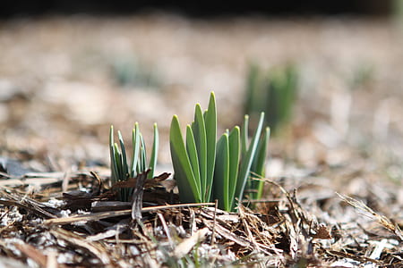 close up photography of plant thumbnail