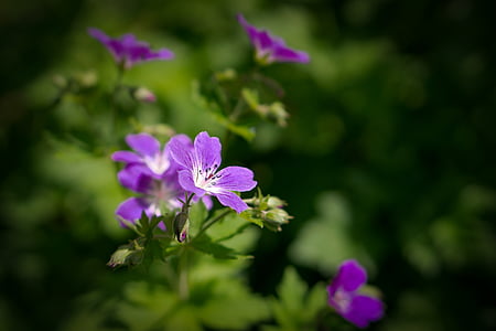 selective focus photo of purple beach rose flowers thumbnail