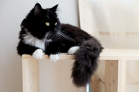 black and white maine coon cat lying on beige wooden shelf thumbnail