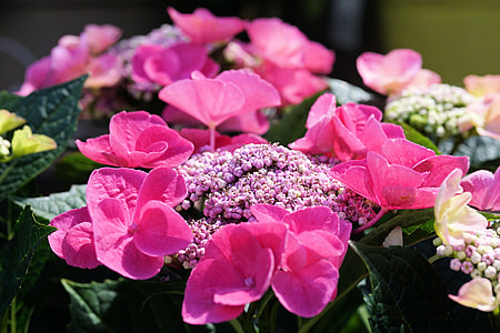 pink flowers thumbnail
