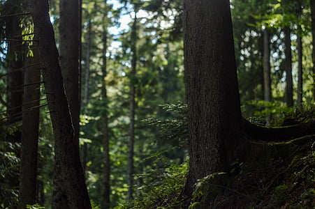 shallow focus photography of brown tree thumbnail