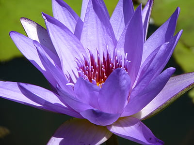 closeup photography of purple lotus flower thumbnail