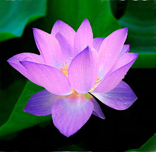 Blue Petaled Flower thumbnail