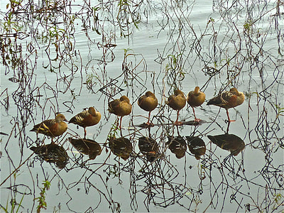 seven ducks on body of water thumbnail