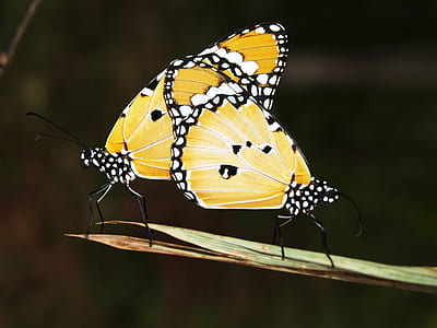 Yellow Black and White Monarch Butterfly thumbnail