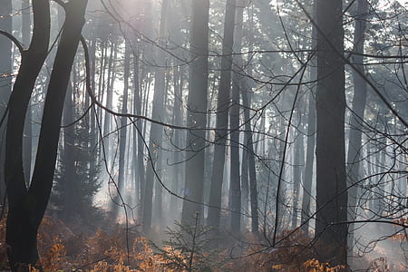 forest with fogs at daytime thumbnail