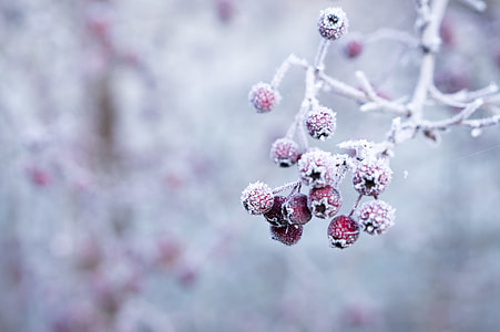 red fruit during snow thumbnail