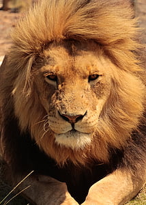close up photo of lion thumbnail