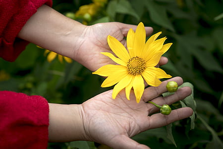 person holding yellow petaled flower thumbnail