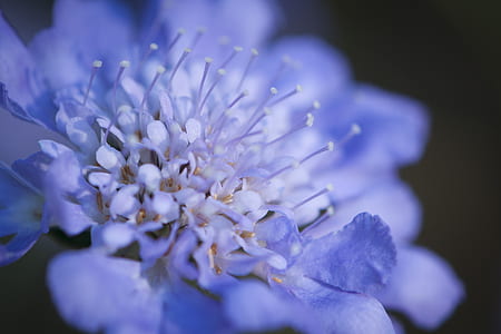 white and purple scabiosa flower in close-up photography thumbnail