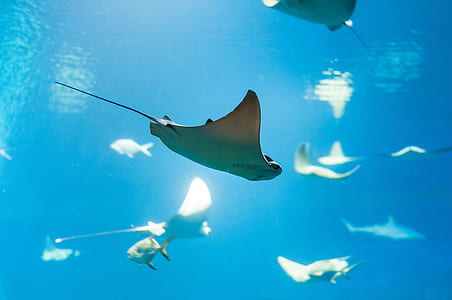school of stingray fish thumbnail