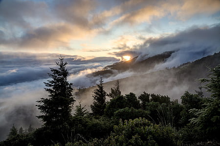 bird's-eye photo of forest with fogs thumbnail