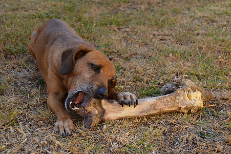 adult brown dachshund eating bone thumbnail