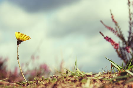 selective focus photography of of yellow fleabane flower thumbnail