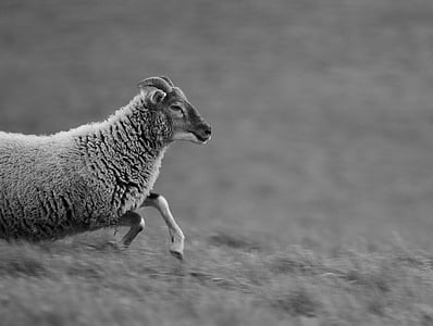 grayscale photography of animal thumbnail