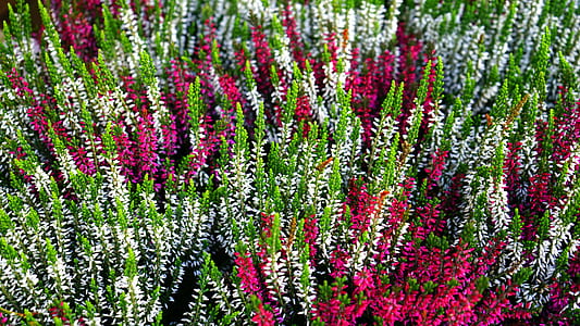 nature, flowers, petals, colorful thumbnail