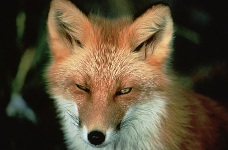 closeup photo of brown and white Fox thumbnail