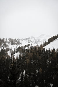 aerial view of pine trees thumbnail