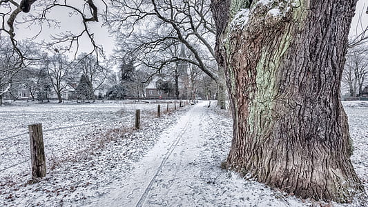 tree near snow covered land thumbnail