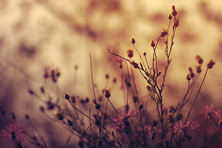 flowers, blur, plants, color thumbnail