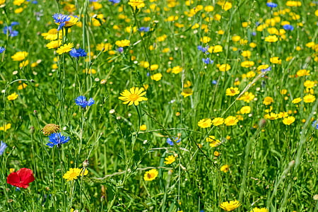green leafed plant with yellow flowers thumbnail