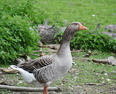 gray goose near bush plant thumbnail