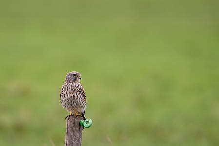 selective focus photography of brown bird on brown wooden post at daytime thumbnail
