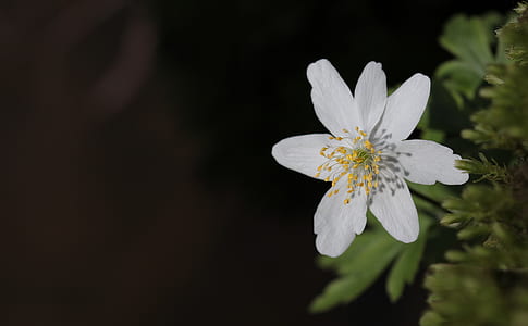 selective focus photography of white bloodroot flower thumbnail