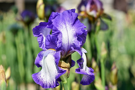 close-up photography of purple iris flower at daytime thumbnail