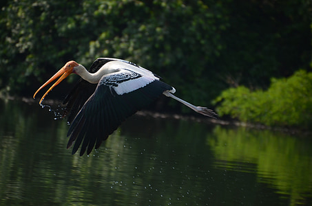painted stork bird thumbnail