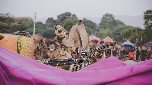 woman in black hijab near camel during daytime thumbnail