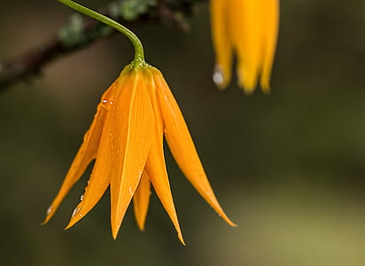 close up shot of orange flowers in green stem thumbnail