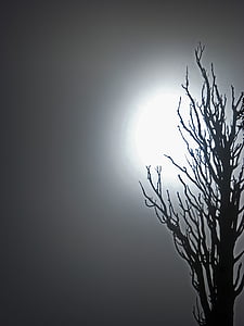 black bare tree thumbnail