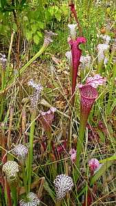 Red and white pitcher plants growing from a bog in a greenhouse. thumbnail