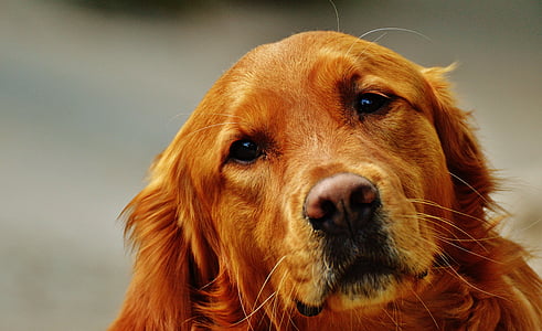 long-coated brown dog thumbnail
