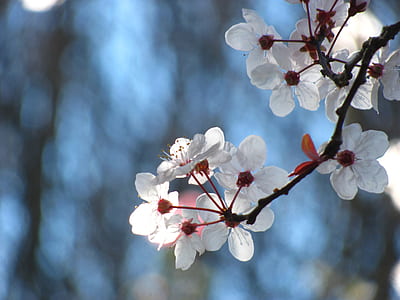 low angle of white flowering tree thumbnail