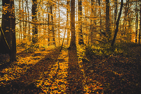 Shadow Autumn Forest thumbnail