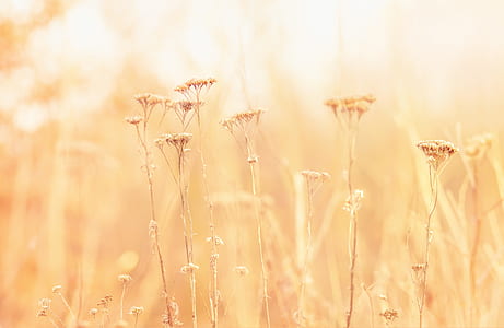 yellow petaled flower in bloom thumbnail