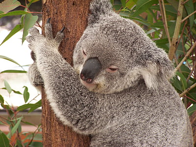 koala hugging tree closeup photography thumbnail