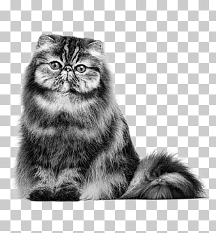 Page 79 3 758 Persian Png Cliparts For Free Download Uihere