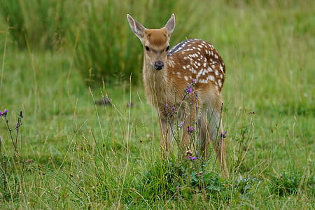 brown and white deer standing on the grass during daytime thumbnail