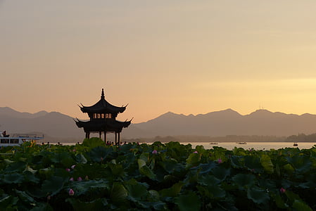 water hyacinth thumbnail