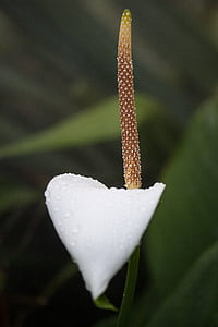 white flower thumbnail