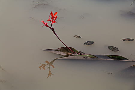 red flower with green leaf floating on water thumbnail